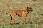 Rhodesian Ridgeback