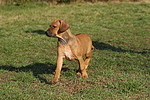 Rhodesian Ridgeback Welpe / rhodesian ridgeback puppy