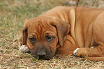 Rhodesian Ridgeback Welpe / rhodesian ridgeback puppy