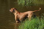 Rhodesian Ridgeback