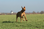 rennender Rhodesian Ridgeback / running Rhodesian Ridgeback