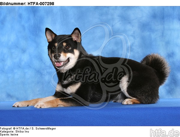 Shiba Inu / HTFA-007298