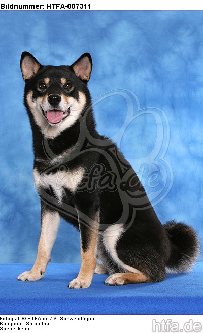 Shiba Inu / HTFA-007311