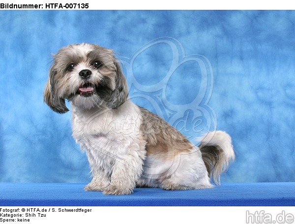 Shih Tzu / HTFA-007135