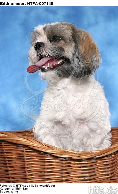 Shih Tzu / HTFA-007146