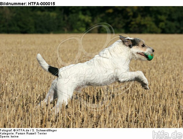 spielender Parson Russell Terrier / playing PRT / HTFA-000015