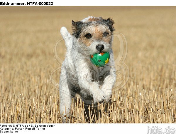 spielender Parson Russell Terrier / playing PRT / HTFA-000022