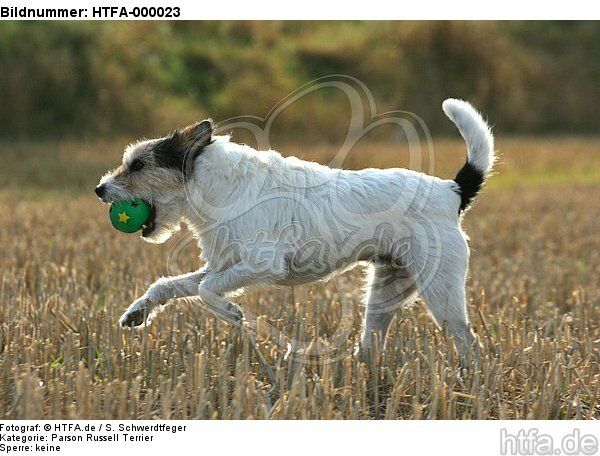spielender Parson Russell Terrier / playing PRT / HTFA-000023
