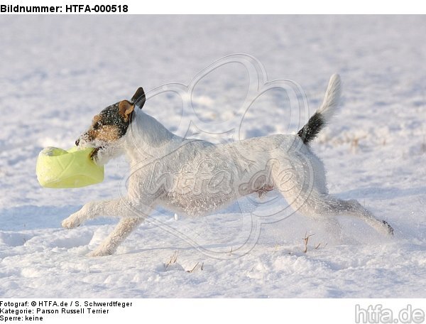 spielender Parson Russell Terrier im Schnee / playing prt in snow / HTFA-000518
