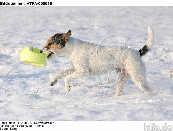 spielender Parson Russell Terrier im Schnee / playing prt in snow / HTFA-000519
