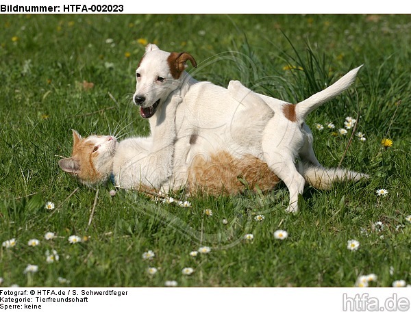 Jack Russell Terrier und Katze / jack russell terrier and cat / HTFA-002023