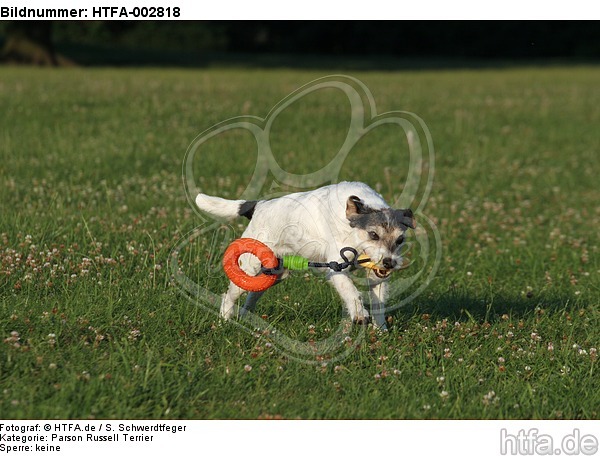 Parson Russell Terrier / HTFA-002818