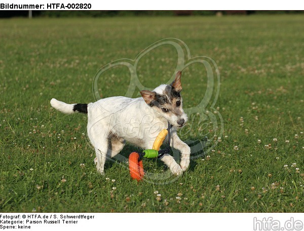 Parson Russell Terrier / HTFA-002820