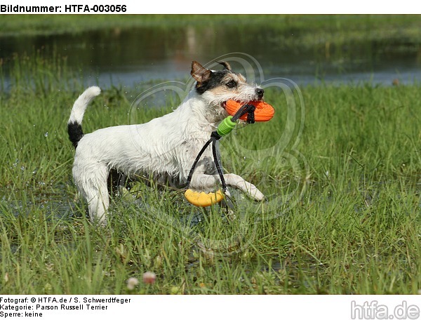 Parson Russell Terrier / HTFA-003056