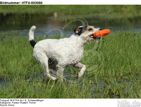 Parson Russell Terrier / HTFA-003060