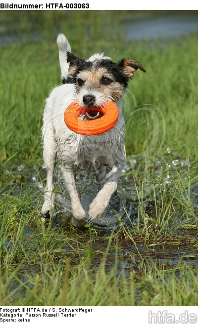 Parson Russell Terrier / HTFA-003063
