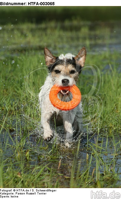 Parson Russell Terrier / HTFA-003065