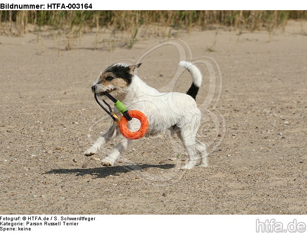 Parson Russell Terrier / HTFA-003164