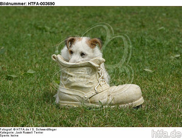 Jack Russell Terrier Welpe / Jack Russell Terrier puppy / HTFA-003690