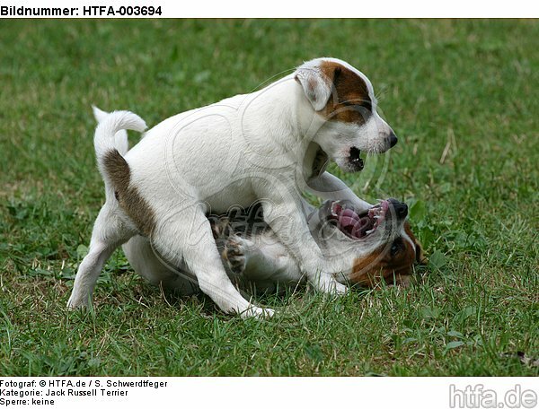 Jack Russell Terrier Welpen / Jack Russell Terrier puppies / HTFA-003694