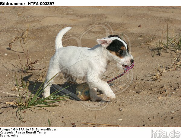 Parson Russell Terrier Welpe / parson russell terrier puppy / HTFA-003897