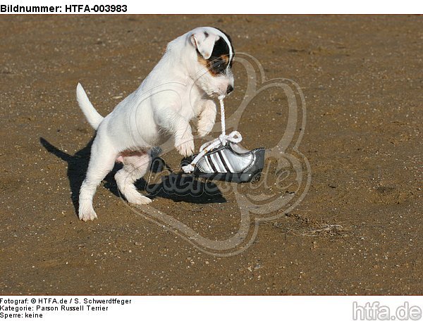 Parson Russell Terrier Welpe / parson russell terrier puppy / HTFA-003983