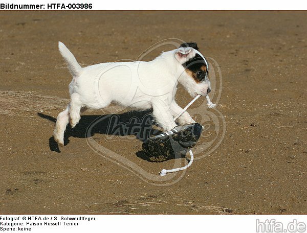 Parson Russell Terrier Welpe / parson russell terrier puppy / HTFA-003986