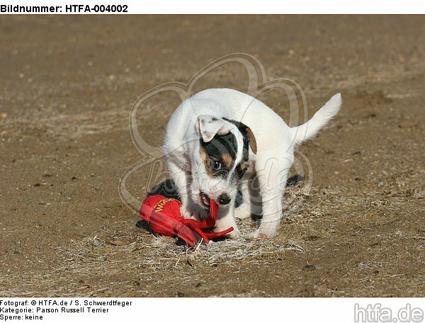 Parson Russell Terrier Welpe / parson russell terrier puppy / HTFA-004002