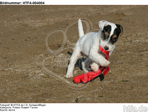 Parson Russell Terrier Welpe / parson russell terrier puppy / HTFA-004004