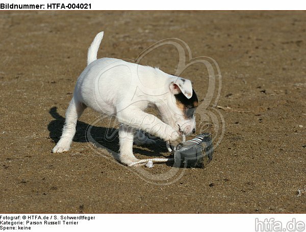 Parson Russell Terrier Welpe / parson russell terrier puppy / HTFA-004021