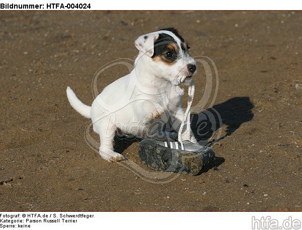 Parson Russell Terrier Welpe / parson russell terrier puppy / HTFA-004024