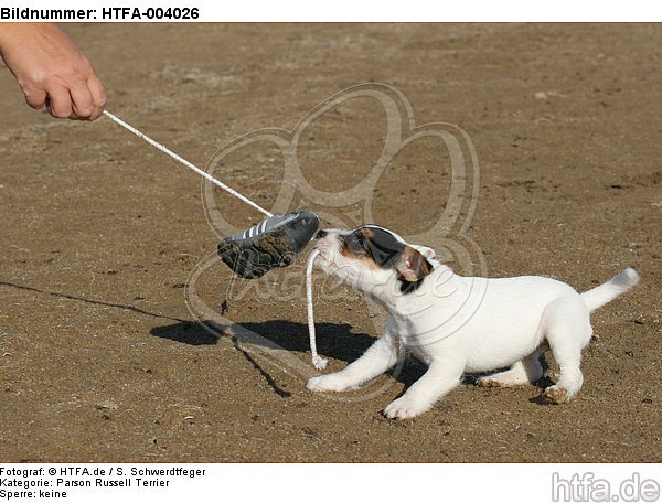Parson Russell Terrier Welpe / parson russell terrier puppy / HTFA-004026