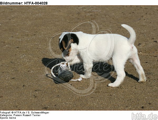 Parson Russell Terrier Welpe / parson russell terrier puppy / HTFA-004028