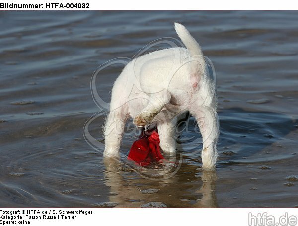 Parson Russell Terrier Welpe / parson russell terrier puppy / HTFA-004032