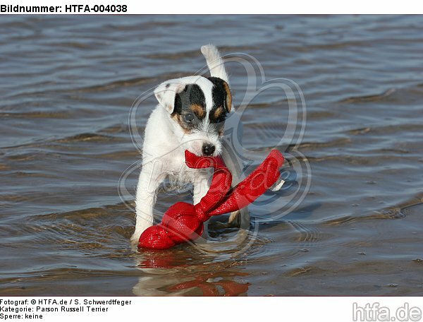 Parson Russell Terrier Welpe / parson russell terrier puppy / HTFA-004038