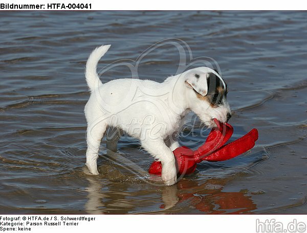 Parson Russell Terrier Welpe / parson russell terrier puppy / HTFA-004041