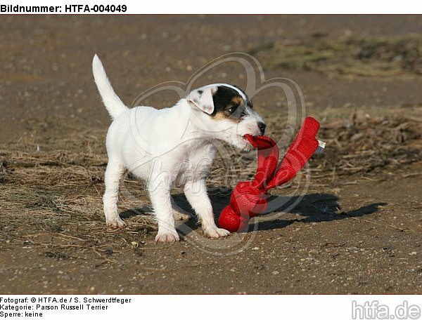 Parson Russell Terrier Welpe / parson russell terrier puppy / HTFA-004049