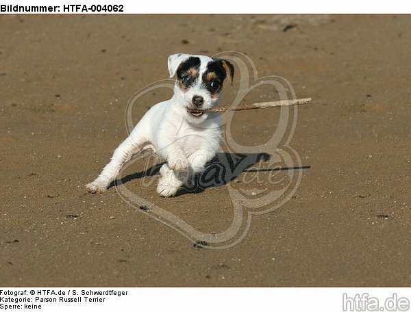 Parson Russell Terrier Welpe / parson russell terrier puppy / HTFA-004062