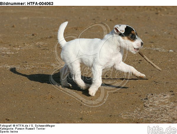 Parson Russell Terrier Welpe / parson russell terrier puppy / HTFA-004063