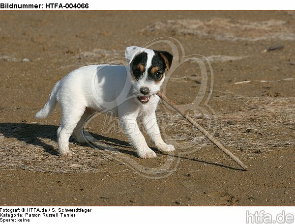 Parson Russell Terrier Welpe / parson russell terrier puppy / HTFA-004066