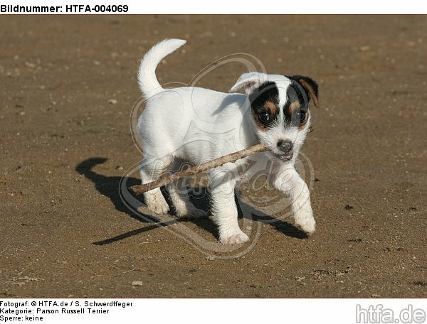 Parson Russell Terrier Welpe / parson russell terrier puppy / HTFA-004069