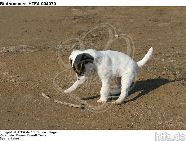 Parson Russell Terrier Welpe / parson russell terrier puppy / HTFA-004070