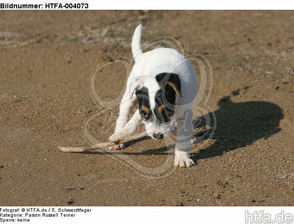 Parson Russell Terrier Welpe / parson russell terrier puppy / HTFA-004073