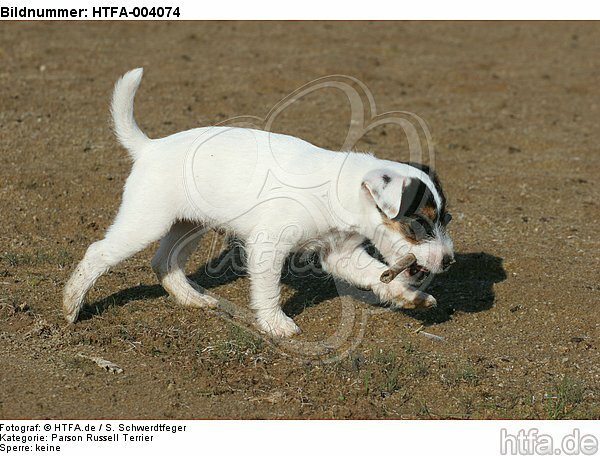 Parson Russell Terrier Welpe / parson russell terrier puppy / HTFA-004074