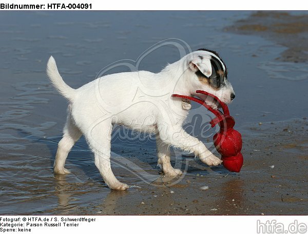 Parson Russell Terrier Welpe / parson russell terrier puppy / HTFA-004091