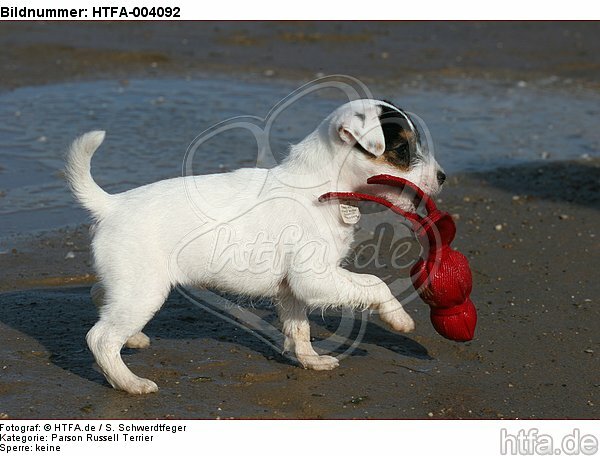 Parson Russell Terrier Welpe / parson russell terrier puppy / HTFA-004092