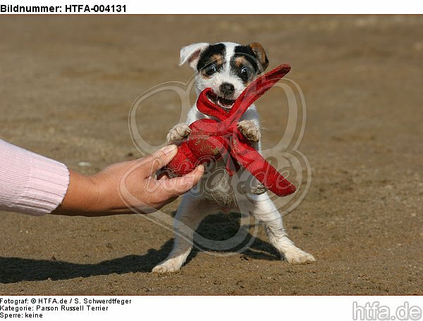 Parson Russell Terrier Welpe / parson russell terrier puppy / HTFA-004131