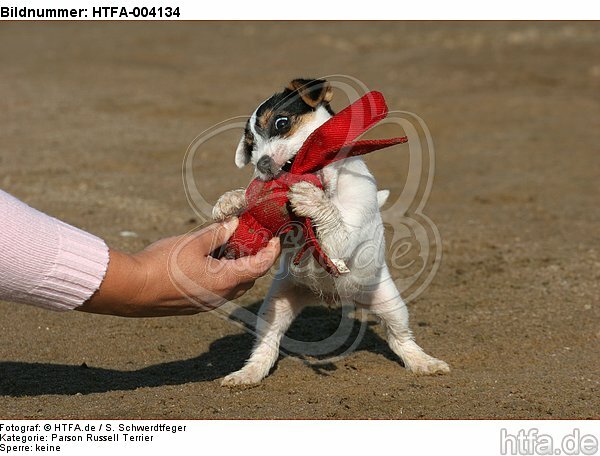 Parson Russell Terrier Welpe / parson russell terrier puppy / HTFA-004134