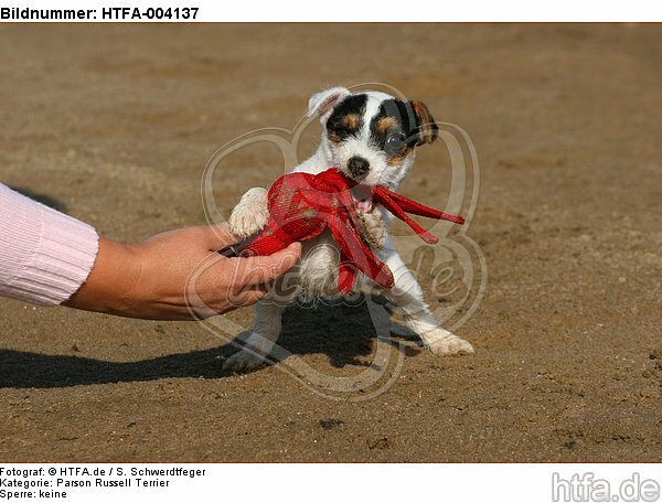 Parson Russell Terrier Welpe / parson russell terrier puppy / HTFA-004137