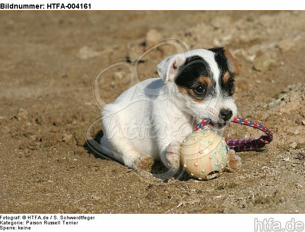 Parson Russell Terrier Welpe / parson russell terrier puppy / HTFA-004161